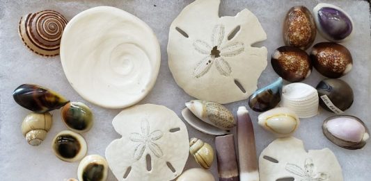 shells found while Outer Banks shelling