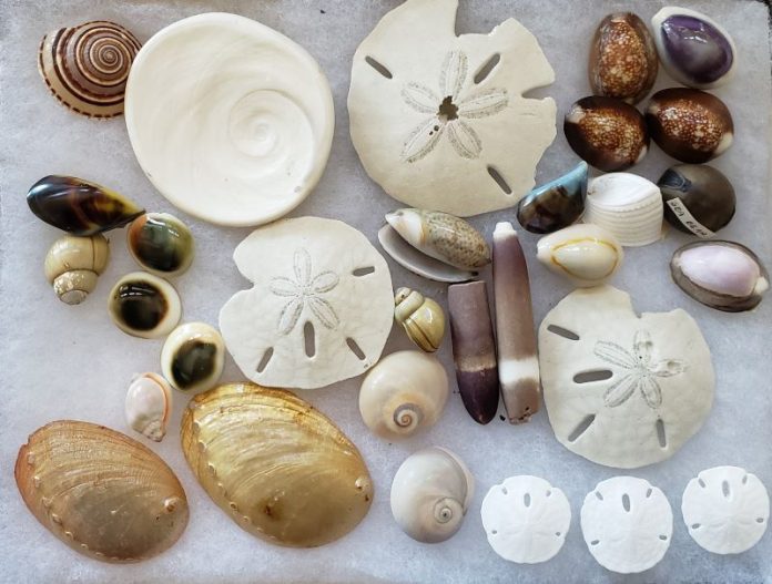 Shelling at Outer Banks Beaches shells found while Outer Banks shelling
