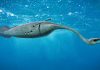 Tully Monster and Fossil Hoaxes Tully Monster swimming in the ocean, the State Fossil of Illinois