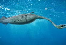Tully Monster swimming in the ocean, the State Fossil of Illinois