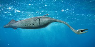 Tully Monster swimming in the ocean, the State Fossil of Illinois