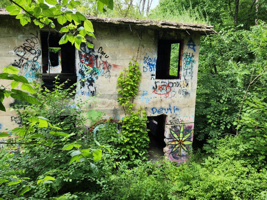 vines and graffiti cover concrete city abandoned houses