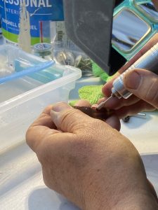 using an end bristle brush