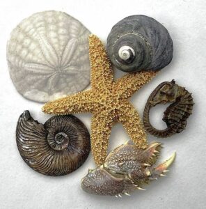 natural chells to cast in precious metal clay silver