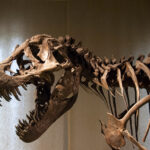 tyranosaurus rex dinosaur skeleton