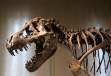 tyranosaurus rex dinosaur skeleton