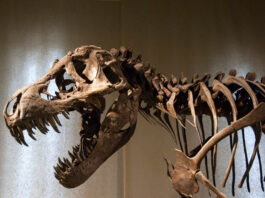 List of State Dinosaurs in the U.S. tyranosaurus rex dinosaur skeleton