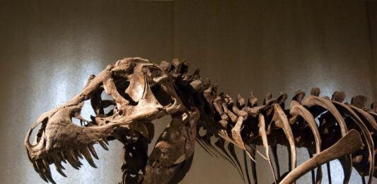 tyranosaurus rex dinosaur skeleton