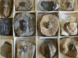 fossils in rock collection boxes