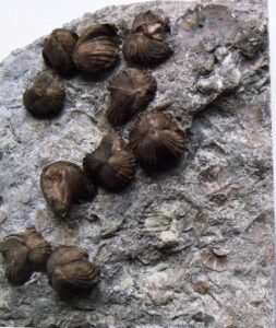 fossil finds from Trammel Fossil Park and the Cincinnati Arch