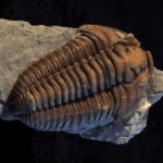 Trammel Fossil Park & Cincinnati Arch Collecting fossil finds from cincinnati and Trammel Fossil Park