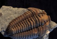 Trammel Fossil Park & Cincinnati Arch Collecting fossil finds from cincinnati and Trammel Fossil Park