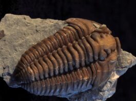 fossil finds from cincinnati and Trammel Fossil Park