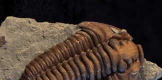 fossil finds from cincinnati and Trammel Fossil Park