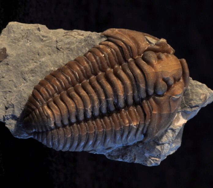 Fossil Finds Cincinnati fossil finds from cincinnati and Trammel Fossil Park