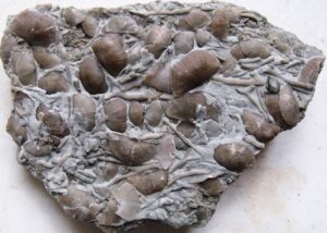 fossil finds from Trammel Fossil Park and the Cincinnati Arch