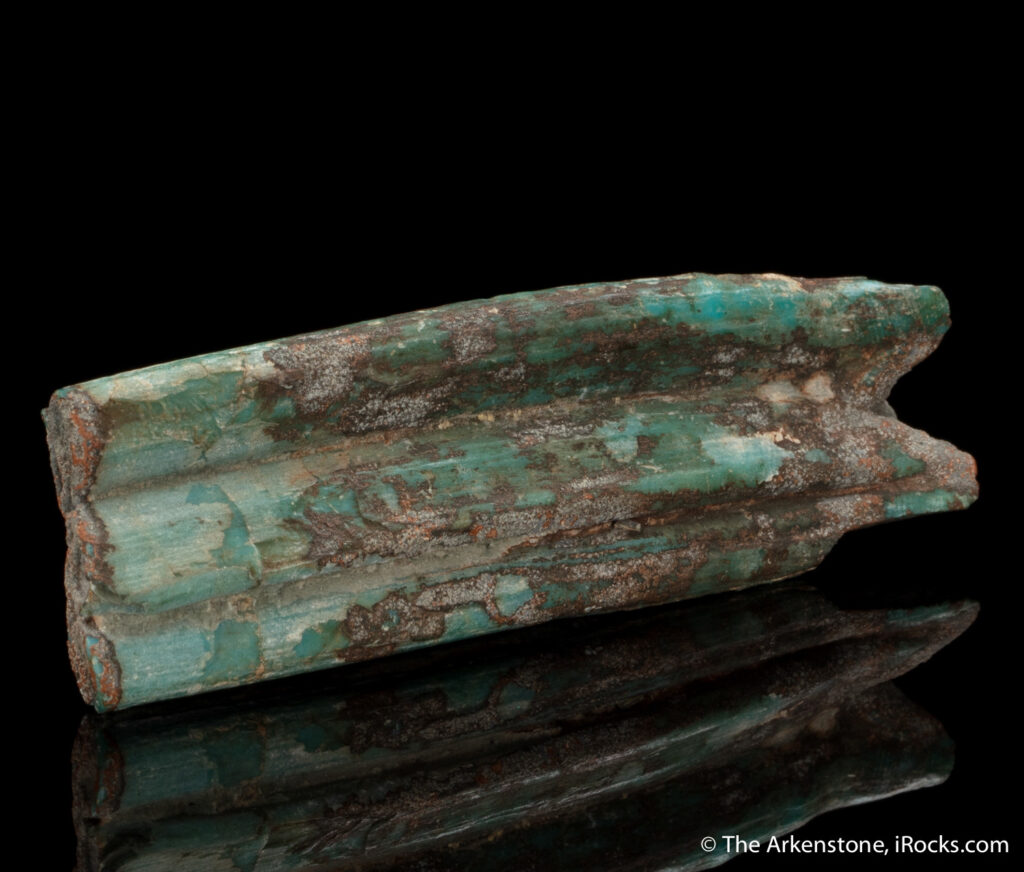 What is turquoise can surprise some as it is replaced molar in this lower molar of an extince horse/zebra