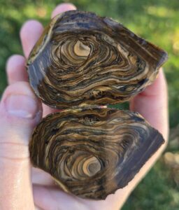 royal sahara jasper pieces of rough being held in hand