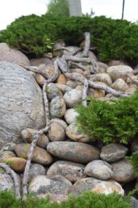 trained juniper branches used in a garden made landscaping with stone