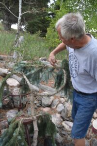 Mike Hollern pointing out how he twists evergreens in decorative shapes while landscaping with stone.