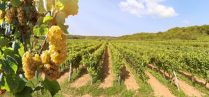 Soil is visiblity as a factor of minerality in wine taste at this white wine vineyard  in the tuscany area, Italy Europe