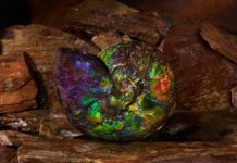 ammonite specimen displaying the colors of ammolite