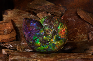 ammolite gemstone displaying vivid rainbow colors