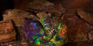 ammonite specimen displaying the colors of ammolite