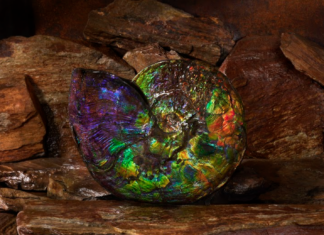 ammonite specimen displaying the colors of ammolite
