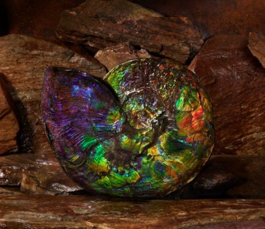 ammonite specimen displaying the colors of ammolite