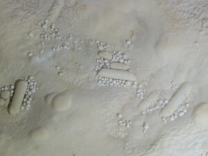 Cave pearls in the Rookery at Carlsbad Caverns.