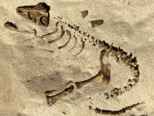 fossil specimen