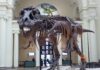 tyrannosaurus rex is one of the most famous dinosaur names and it's skeleton is pictured here