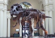 tyrannosaurus rex is one of the most famous dinosaur names and it's skeleton is pictured here