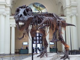 tyrannosaurus rex is one of the most famous dinosaur names and it's skeleton is pictured here