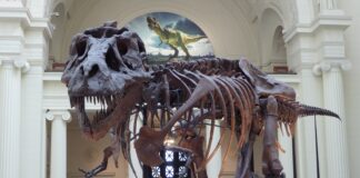 tyrannosaurus rex is one of the most famous dinosaur names and it's skeleton is pictured here