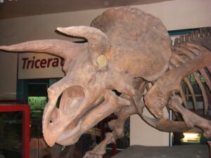 triceratops is one of the most familiar dinosaur names and the skull is pictured here