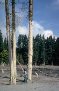 Staining on standing conifer trees shows the height of the mudflows that followed the Mount St. Helens eruption.