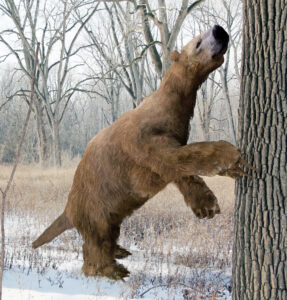 An illustration of the extinct giant ground sloth Megalonyx searching a tree for food in an Ice Age Ohio forest.