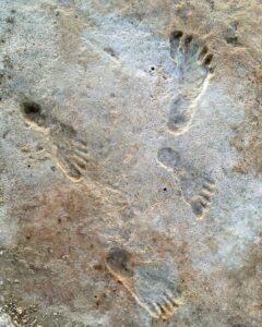 Ancient human footprints fossilized into gypsum “concrete” in White Sands National Park.
