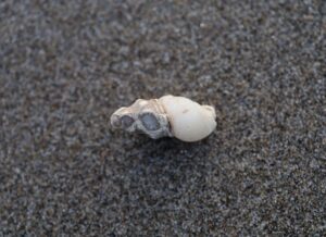 Agatized gastropod fossil found when beach fossil hunting on the Oregon Coast in Tillamook County.
