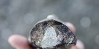 Beach fossils like this one being held in a hand are plentiful on the Oregon coast.