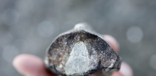 Beach Fossils on the Oregon Coast Beach fossils like this one being held in a hand are plentiful on the Oregon coast.