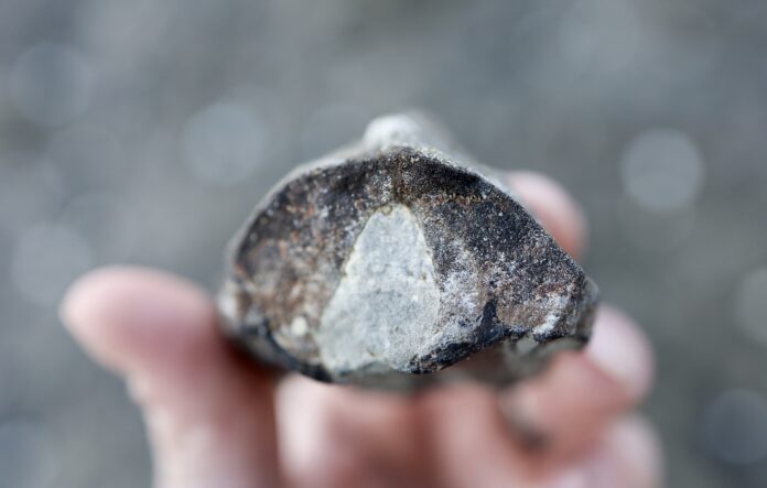 Beach fossils like this one being held in a hand are plentiful on the Oregon coast.
