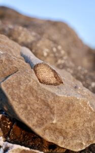 Fossil mammal bone exposed from concretion at Fogarty Creek (Lincoln County).