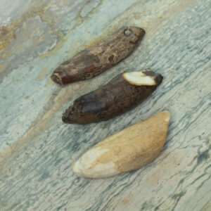 Fossil walrus teeth before free-hand faceting project.