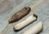 Free-Hand Faceting Beyond Transparent Gemstones Fossil walrus teeth ready for free-hand faceting.