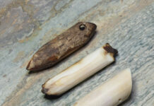 Fossil walrus teeth ready for free-hand faceting.