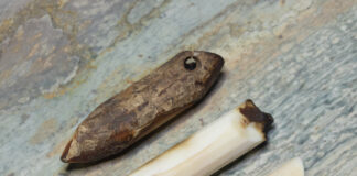 Fossil walrus teeth ready for free-hand faceting.