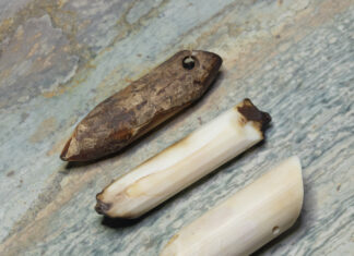 Fossil walrus teeth ready for free-hand faceting.